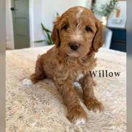 Willow - Cream female Goldendoodle puppy in Glendale, Arizona from Follow Your Bliss Doodles