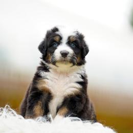 Lola - Tri-color female Bernedoodle puppy in Spokane, Washington from Lilac City Doodles