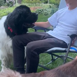 Newfoundlands from Cedar Newfoundlands