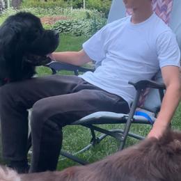 Newfoundlands from Cedar Newfoundlands