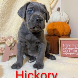 Hickory - Gray male Cane Corso puppy in Franktown, Colorado from Earth and Ship Cane Corso