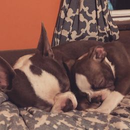 Boston Terriers from Peach Bottom Boston Terriers