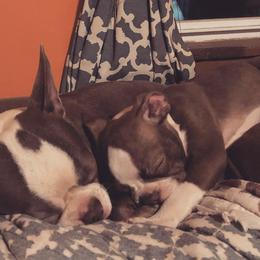 Boston Terriers from Peach Bottom Boston Terriers
