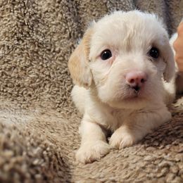 Snowdrop - White female Poodle puppy in Laton, California from McMillan Family Kennels
