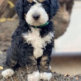 Australian Cattle Dog and Bernedoodle Puppies from Diamond U Doodles & True Grit Stockdogs