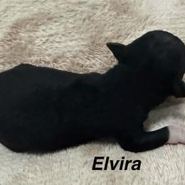 Elvira - Black female American Hairless Terrier puppy in Buckingham, Illinois from Gaus Hof