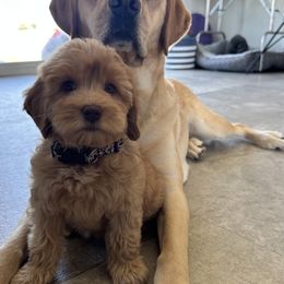 Australian Labradoodle Puppies from Sun Canyon Australian Labradoodles