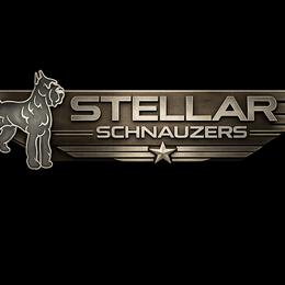 Miniature Schnauzer puppies from Stellar Schnauzers