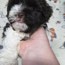 Choco Boy - Chocolate male Havanese puppy in Vinita, Oklahoma from Locust Creek Shih Tzu & Havanese