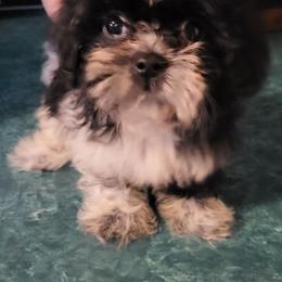Samuel - Black and white male Shih Tzu puppy in Newport, Arkansas from Gina's Lil Zues and Yorkies Kennel