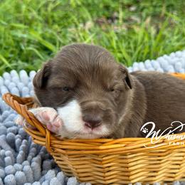 Red Boy 1,200 - Red male Border Collie puppy in Nashville, Arkansas from Whisenhunt Farms