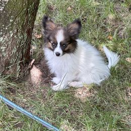 Papillon Puppies from Sapphire Papillons