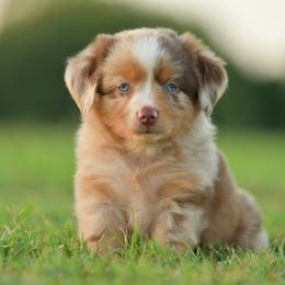 Miniature Australian Shepherd and Toy Australian Shepherd Puppies from Southern Edition Aussies