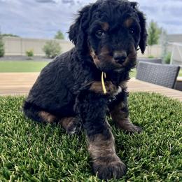 Moon - Phantom female Bernedoodle puppy in Nampa, Idaho from Ember Skies Doodles