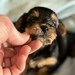 Morkie and Yorkshire Terrier Puppies from DEJAVU PUPS