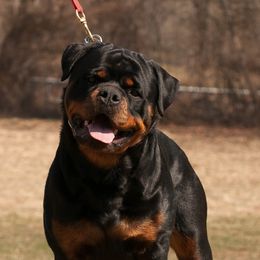 Rottweilers from Von Turm Hügel Rottweilers