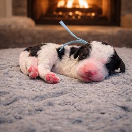 Blue collar - Black and white male Sheepadoodle puppy in Inman, South Carolina from Mossy Doodles LLC
