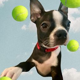 Georgie Washington born in the 250th yr of our country - Black and white male Boston Terrier puppy in Murrells Inlet, South Carolina from Inlet Boston Terriers