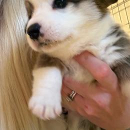 Maple - White and red female Pembroke Welsh Corgi puppy in Atascadero, California from California Corgis and Kunes
