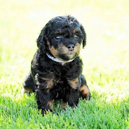Goldendoodle and Poodle Puppies from Serenity Doodles