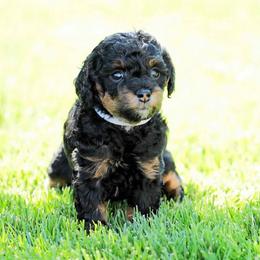 Goldendoodle and Poodle Puppies from Serenity Doodles