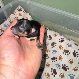 Jr - Black and tan male Pomeranian puppy in Knoxville, Tennessee from Thea's Puppies