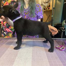 Tezcatlipoca (Tezca) - Black and white male Xoloitzcuintli puppy in Florissant, Colorado from Witching Hour Kennel
