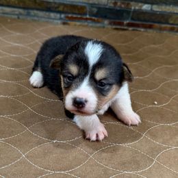 Girl 2 - Black and tan female Pembroke Welsh Corgi puppy in Visalia, California from VIP Stables
