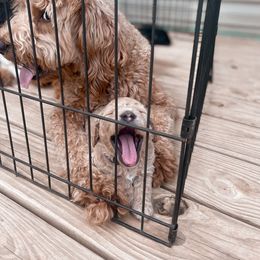 Bernedoodle, Bernese Mountain Dog, Cavalier King Charles Spaniel, and Goldendoodle Puppies from Adventure Doodles Of East TN