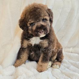Maui - Sable male Aussiedoodle puppy in Cleveland, Georgia from Jam's Doodles And Poodles