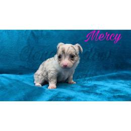 Mercy (merle tan-point) - Merle female Chihuahua puppy in Patchogue, New York from Cloudshadow Kennels