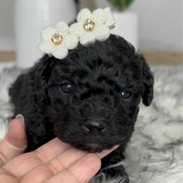 Marlowe - Black female Poodle puppy in Tampa, Florida from Designer Puppy Boutique