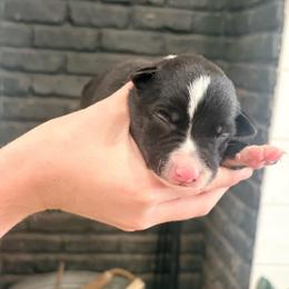 Boy 5 - Black and white male Border Collie puppy in Taylor, Arizona from Vowell Farm Border Collies
