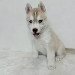 Buck (nickname) - Red and white male Siberian Husky puppy in Fairborn, Ohio from Haven of Free Spirits