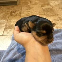 Yorkshire Terrier puppies from Gilmore Yorkies
