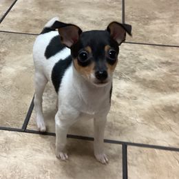 Marty - White black and tan male Toy Fox Terrier puppy in Shawnee, Oklahoma from Heartland Toy Fox Terriers