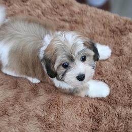 Cavachon, Cavalier King Charles Spaniel, Cavapoo, and Havanese Puppies from Peaks Pups & Cavachon Love Chocolate Cavaliers, Cavaliers, Cavachon’s, Cavapoos & Havanese