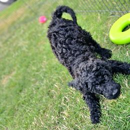 Miss Kiki - Black Goldendoodle puppy in Longview, Washington from Goldensky Doodles
