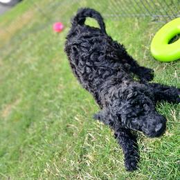 Miss Kiki - Black Goldendoodle puppy in Longview, Washington from Goldensky Doodles