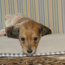 Dachshund Puppies from The love of dachshunds