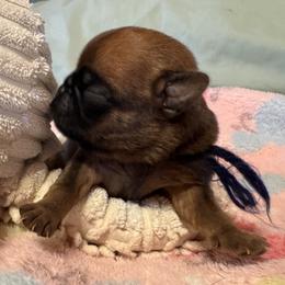 Boy Puppy Three - Red male Brussels Griffon puppy in Haymarket, Virginia from JOVAL Kennel