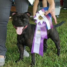 Staffordshire Bull Terrier All Grown Up from Freystaff Staffordshire Bull Terriers