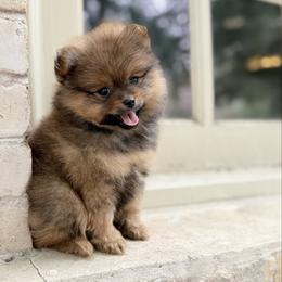 Wilson - Red sable male Pomeranian puppy in San Antonio, Texas from San Antonio Pomeranian