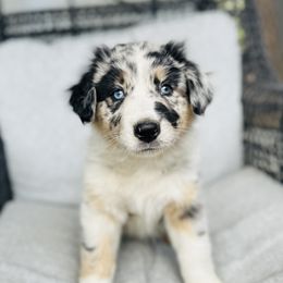 Talisker (Tali) - Blue merle Australian Shepherd puppy in Polson, Montana from Whiskey River Aussies