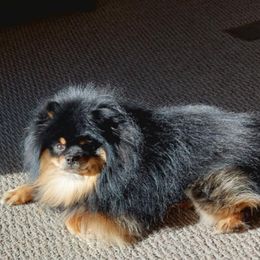 Pomeranian Puppies from ADKPOM Adirondack Pomeranians