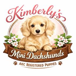 Dachshund puppies from Kimberly's Dachshunds