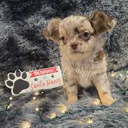 Ember - Merle female Chihuahua puppy in Bowdon, Georgia from Paschal's Pups