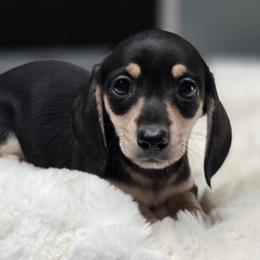Annie - Black and cream female Dachshund puppy in Mcminnville, Tennessee from Red Barn Farms Minis
