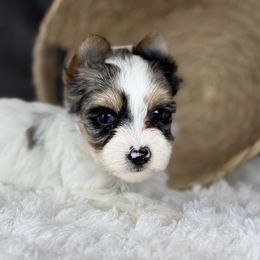 Slate - Parti male Yorkshire Terrier puppy in Hardin, Texas from Katrinas puppies