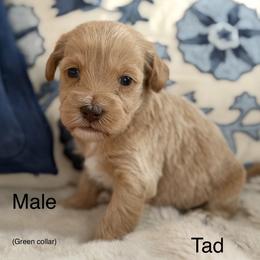 Tad - Apricot male Australian Labradoodle puppy in Londonderry, New Hampshire from Granite State Labradoodles